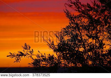 Sunset Over The Lake And Tree Branches On The Foreground
