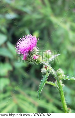 Curled Thistle(carduus Crispus) Flowering Plant In The Meadow, Selective Focus, Blurred Background