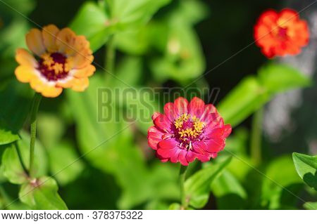 Zinia. Three Orange And Red Beautiful Flowers In The Garden On Green Background. Zinnia