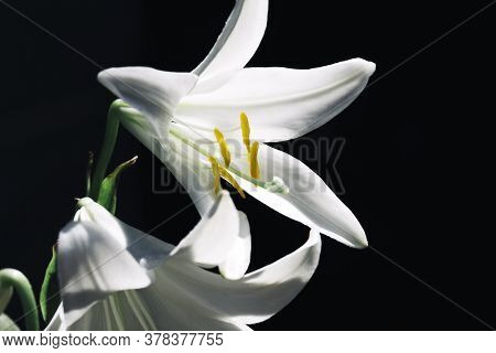 Beautiful Lily Flower In Bloom Close Up In White On Dlack Background..