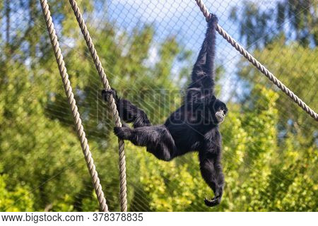 Siamang gibbon, Symphalangus syndactylus, in a zoo with ropes to climb and swing from. The largest gibbon and indigenous to Indonesia, Malaysia and Thailand. Endangered in the wild.