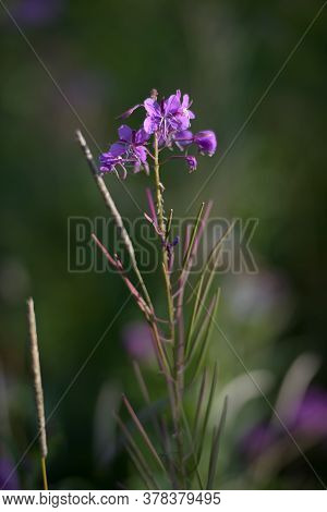 Ivan Tea Flowers In The Field Close Up
