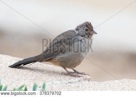California Towhee Bird Rest Comfortably On The Top Of Cinder Block Wall With Eye Looking Out For Pot