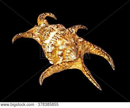 Sea Shell Isolated On A Black Background. Lambis Is A Genus Of Large Sea Snails Sometimes Known As S