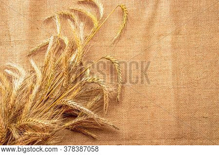 Barley Macro. Whole, Barley, Harvest Wheat Sprouts. Wheat Grain Ear Or Rye Spike Plant On Linen Text