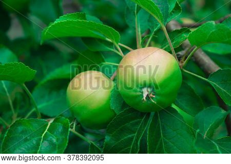 Close Up Of Fresh Red Apple On Tree Covered With Leaves And Green And Blue Blurred Background. Red S