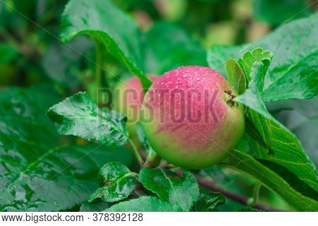 Close Up Of Fresh Red Apple On Tree Covered With Leaves And Green And Blue Blurred Background. Red S