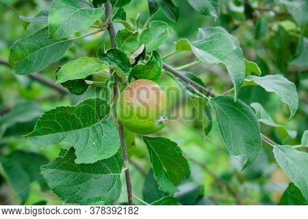 Close Up Of Fresh Red Apple On Tree Covered With Leaves And Green And Blue Blurred Background. Red S