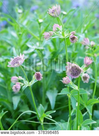 Masterwort(astrantia) Flower On A Flowerbed In Summer, Macro Photo, Vertical Format.