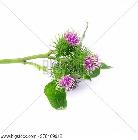 Flowers Of Burdock Isolated On A White Background. Burdock With Flowers And Leaves Isolated. Branch 
