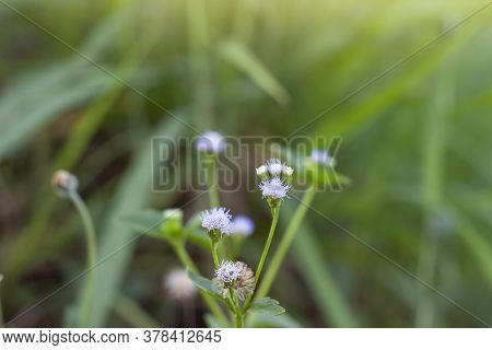 Little Ironweed, Ash Coloured Fleabane, Ash Coloured Ironweed Or Purple Flowered Fleabane Bloom On N