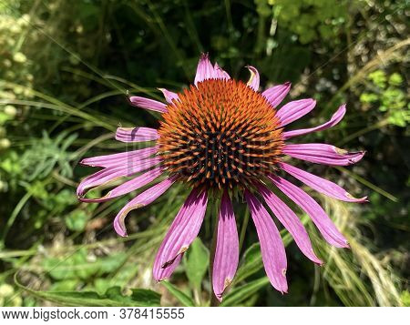 Eastern Purple Coneflower (echinacea Purpurea), Hedgehog Coneflower, Purpurroter Scheinsonnenhut Ode