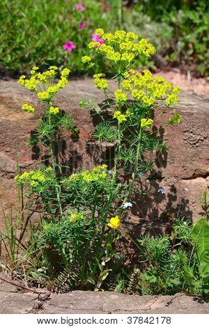 Euphorbia Cyparissias