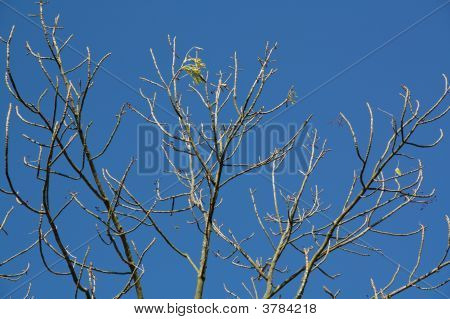Nagie drzewo jesień