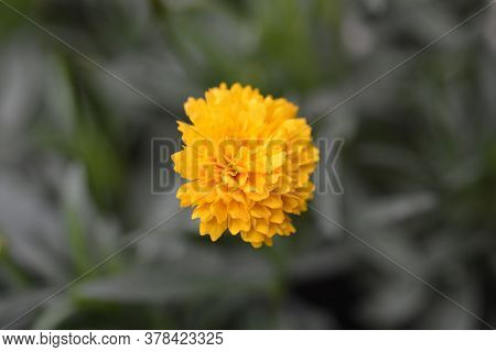 Tickseed Solena Compact Gold - Latin Name - Coreopsis Grandiflora Solena Compact Gold