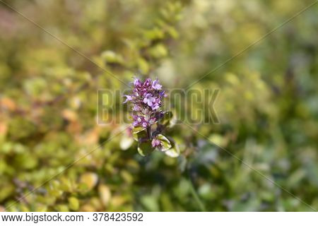 Foxley Thyme - Latin Name - Thymus Pulegioides Foxley