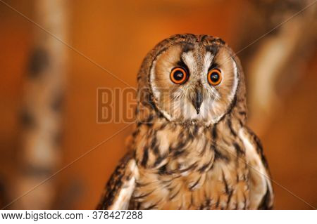 Owl Sitting In Cage