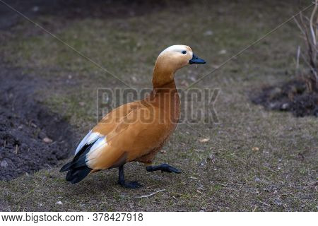Ruddy Shelduck - Tadorna Ferruginea In Spring