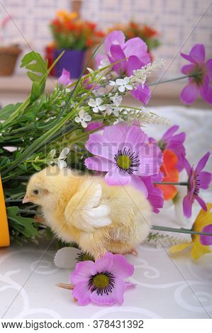 Chickens And Flowers In A Pot Close Up