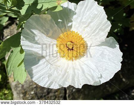 The Coulter\'s Matilija Poppy (romneya Coulteri), Californian Tree Poppy Or Der Kalifornische Bauern