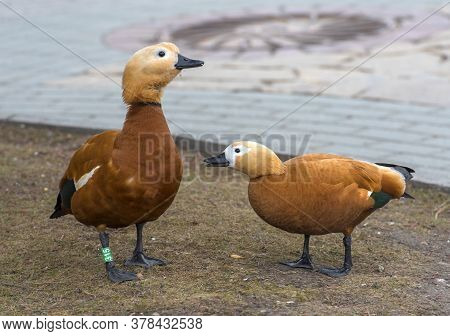 Ruddy Shelduck - Tadorna Ferruginea In Spring