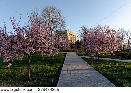 City Alley With Flowering Trees. Decorative Pissardi Plum. Pink Blooming Tree On The Background Of B