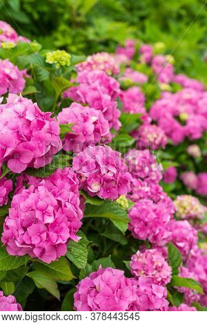 Hydrangea Blossom On Sunny Day. Flowering Hortensia Plant. Pink Hydrangea Macrophylla Blooming In Sp