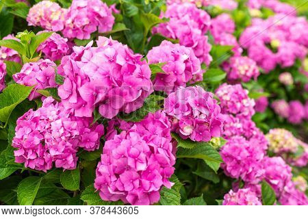 Hydrangea Blossom On Sunny Day. Flowering Hortensia Plant. Pink Hydrangea Macrophylla Blooming In Sp