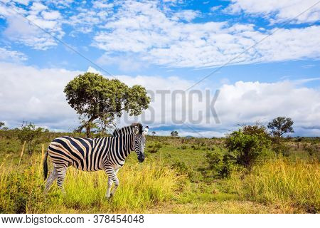  The famous Kruger Park. Burchella Zebra - flat zebra lives in southern Africa. The zebra graze in the green bushes. Exotic journey to the Africa. The concept of ecological and photo tourism
