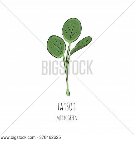 Hand Drawn Tatsoi Micro Greens. Vector Illustration In Sketch Style Isolated On White Background.