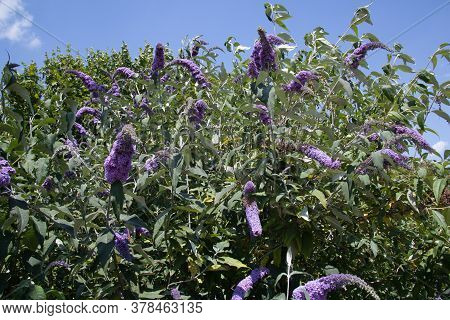 A Butterfly Bush, Also Known As Summer Lilac Which Is A Species Of Figwort