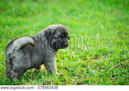 Portrait Of Young Illyrian Shepherd Dog Puppy (sarplaninac, Yugoslavian Shepherd, Shepherd From The