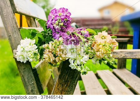 Bouquet Of Gillyflowers On Bench At Sunny Happy Day