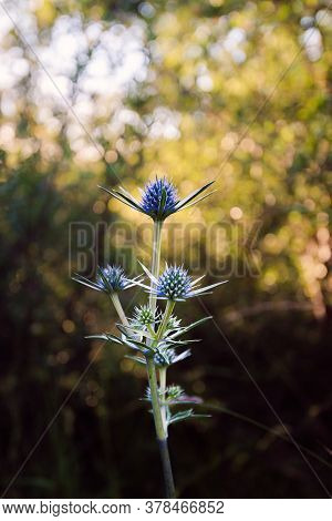 pretty blue purple wild flower, eryngium bourgatii, flowering in summer in Palencia, Spain. Macro photography.