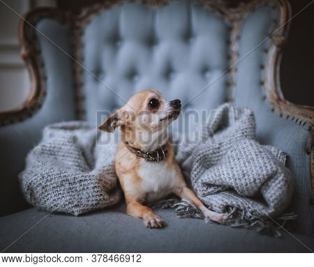 Eyeless Chihuahua Dog, 12 Years Old On A Chair
