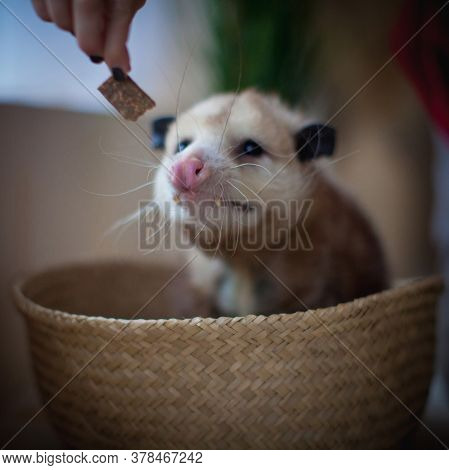 The Virginia Opossum, Didelphis Virginiana, In A Basket