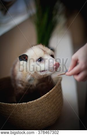 The Virginia Opossum, Didelphis Virginiana, In A Basket