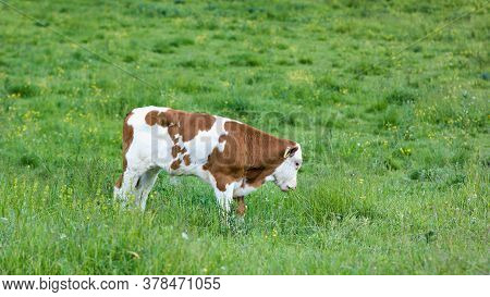 Cattle In A Alpine Mountain Pasture. Grass Fed Cows Are Rich In Omega-3 Fatty Acids.