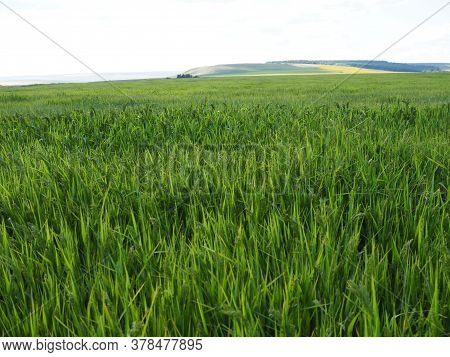 Wheat Green Field And Beautiful Countryside Scener