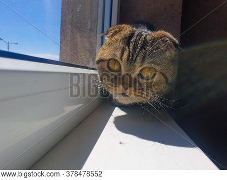 A Cat With A Serious Face Is Next To The Window