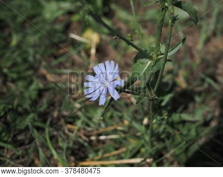 Flower Of Chicory In The Meadow Waving By The Wind. Sunny Day