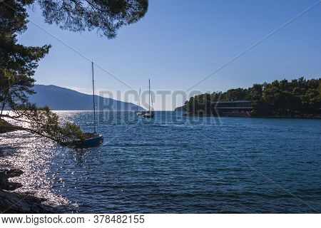 A View Into The Crown Of A Palm Tree That Has Beautiful Green Leaves And Shines Through The Blue Sky