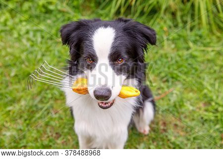 Outdoor Portrait Of Cute Smiling Dog Border Collie Holding Rake On Garden Background. Funny Puppy As