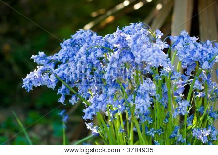 Campanule