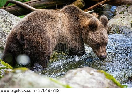 Vital Brown Bear Standing In River And Drinking Water