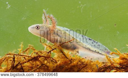 Danube Crested Newt Larva Swimming In Wetland From Close Up.