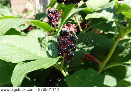 Black Berries Of Phytolacca Acinosa In August