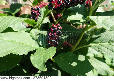 Ripe Berries Of Phytolacca Acinosa In August
