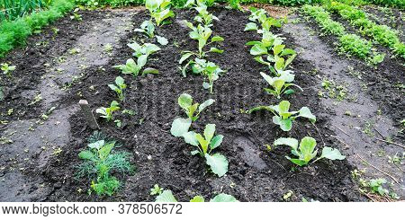 Small Cabbage Seedling Leaves Of Green Colour Grow On Black Vegetable Garden Ground Under Bright Sun