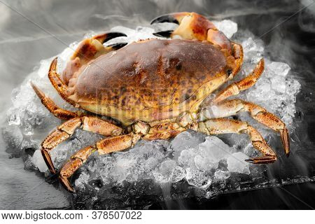 Fresh raw Florida stone crab on heap of ice on black stone plate with icy frost cold steam fog. Fresh food seafood at market concept.